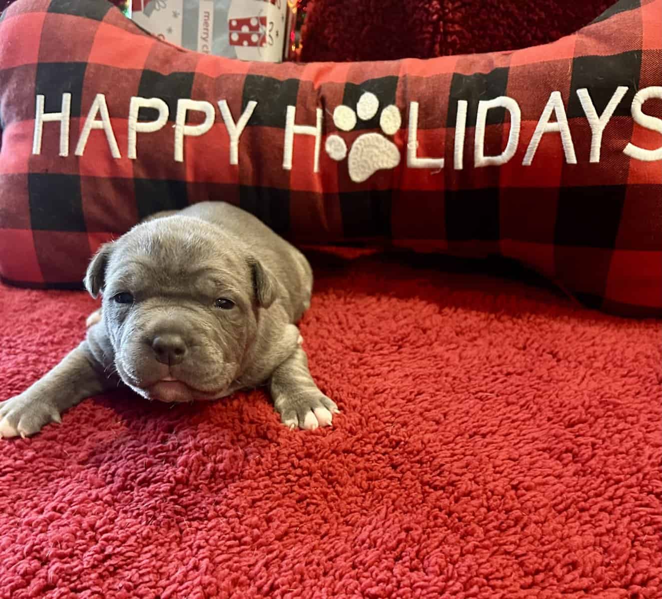 American Bully Puppies For Sale image 8