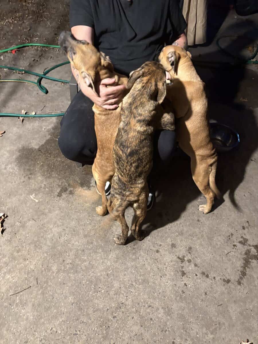Cane corso mix with American pit bull image 2