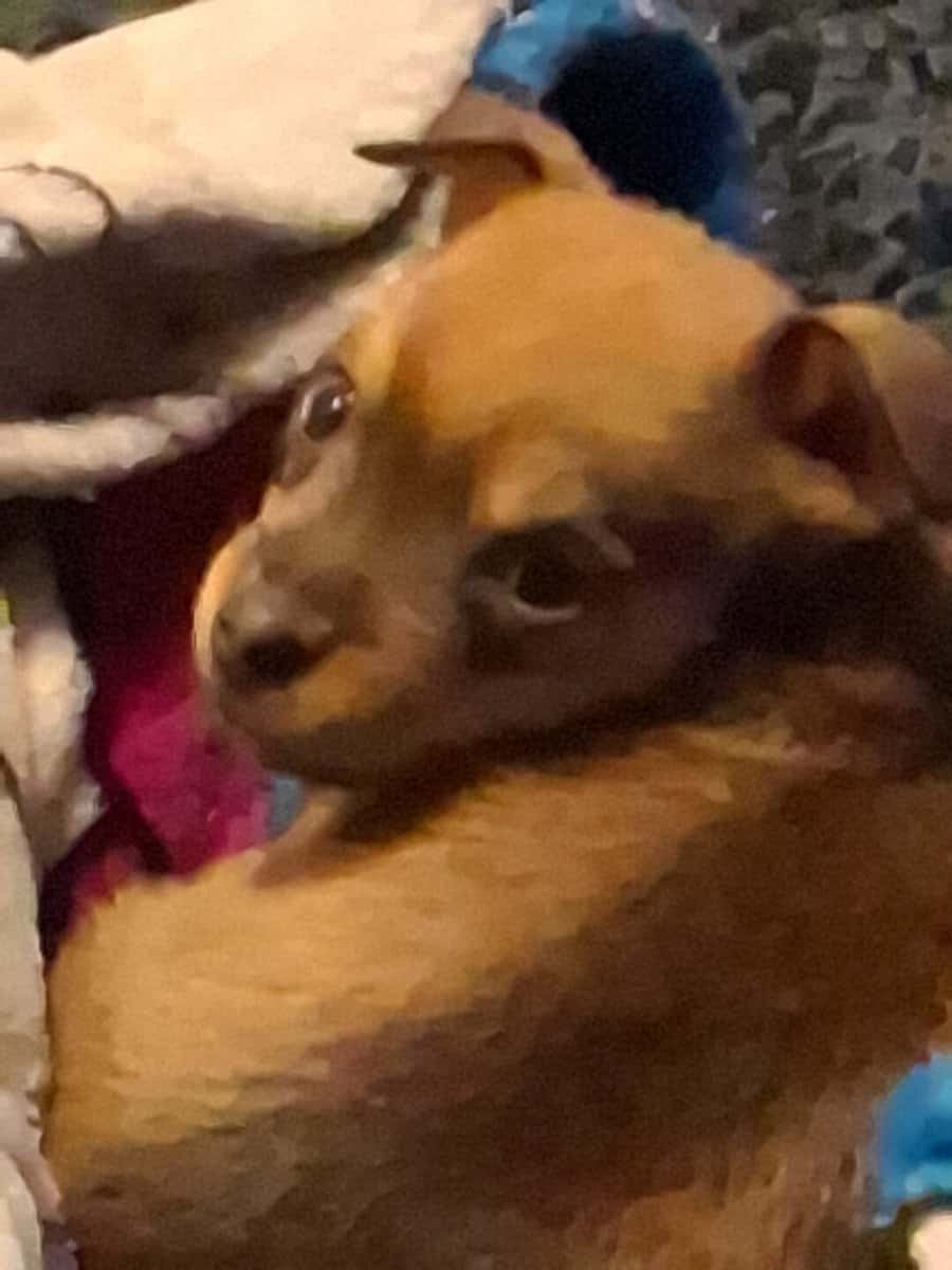 Teacup puppy for sale to good home 9 weeks old so image 1