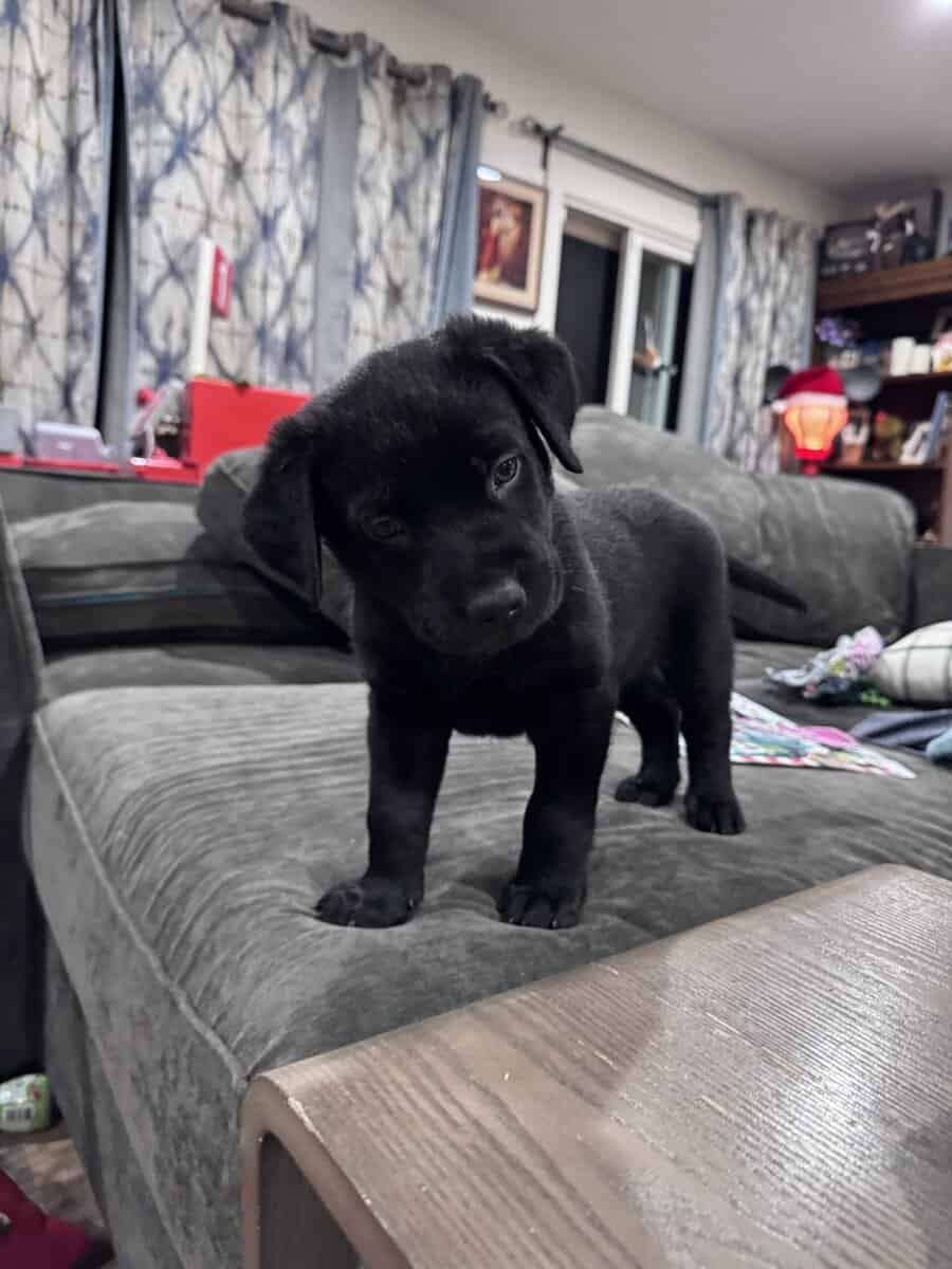 Cuddly, Sweet Belgian Malinois/Lab Puppies image 3