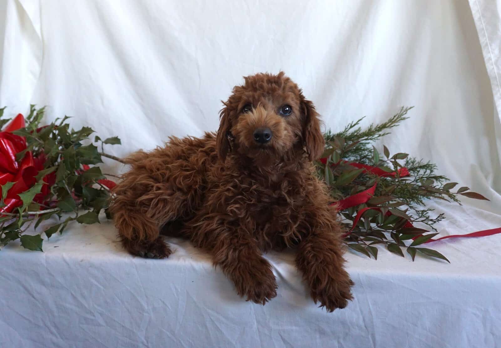 Bertha- F1B Mini Goldendoodle image 3