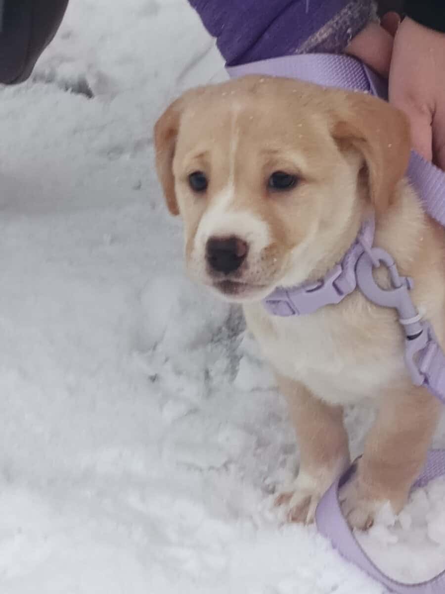 9 week old puppy for rehoming image 4