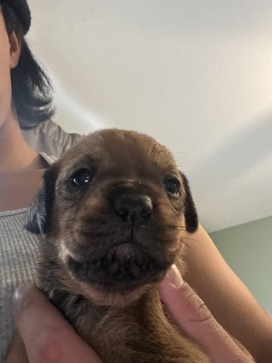 Rottweiler/Boxer puppies image 8