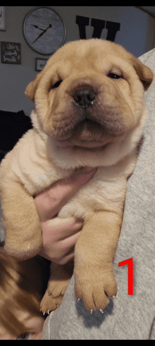 Sharpei puppies image 2