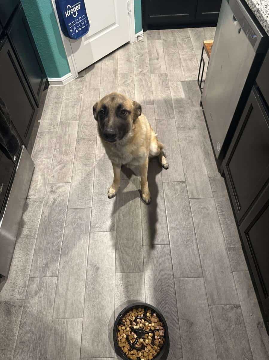 2 year old German Shepard Malinois Mix image 3