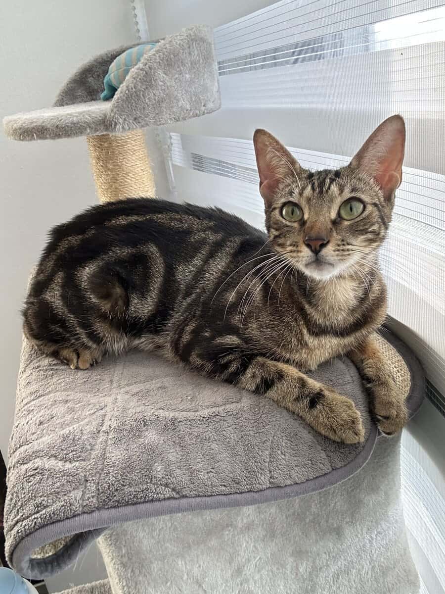 Beautiful Female Bengal Cat Looking for a Loving H image 4