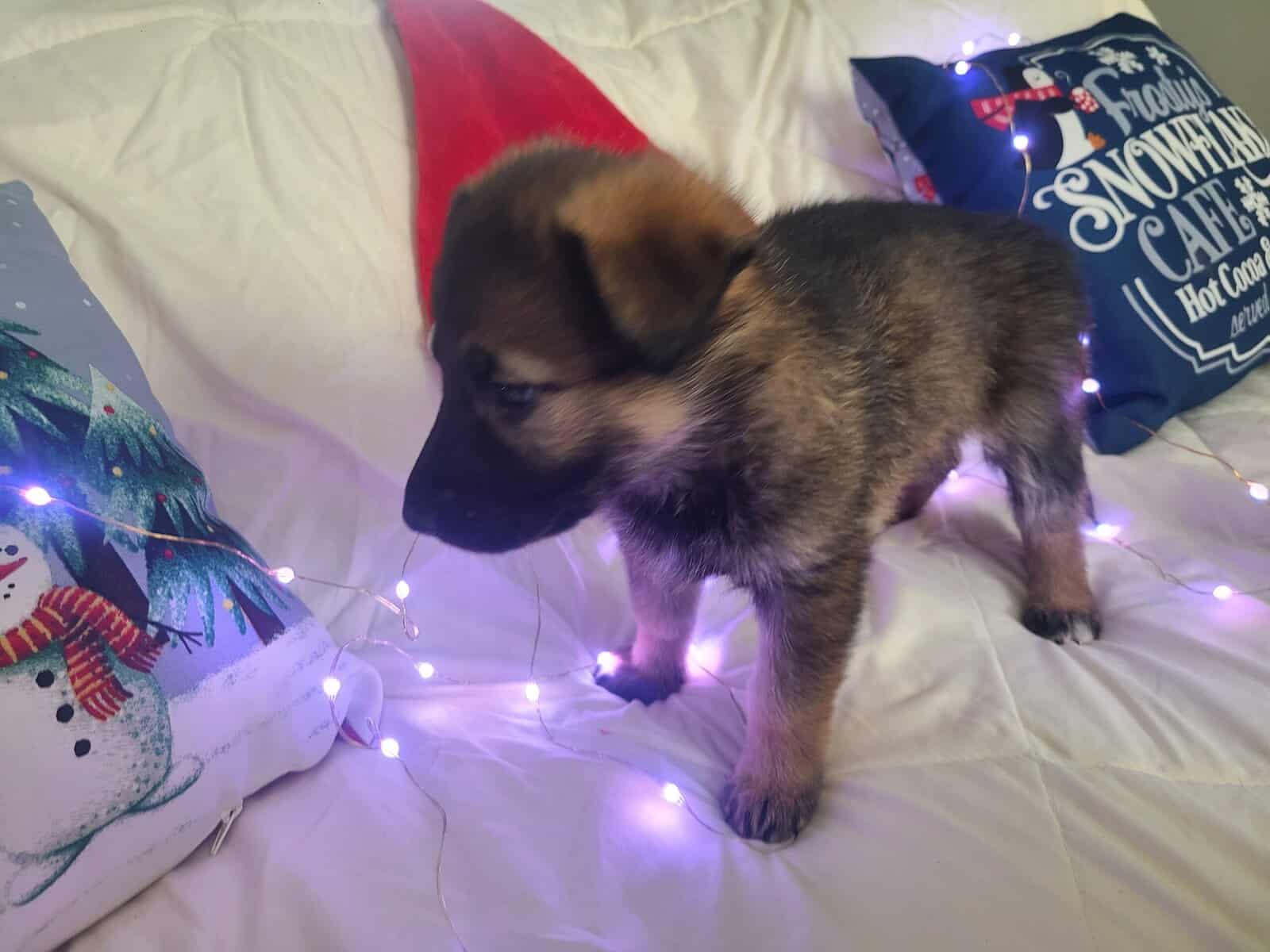 Wolf /German Shepherd Puppies - Sundae image 6