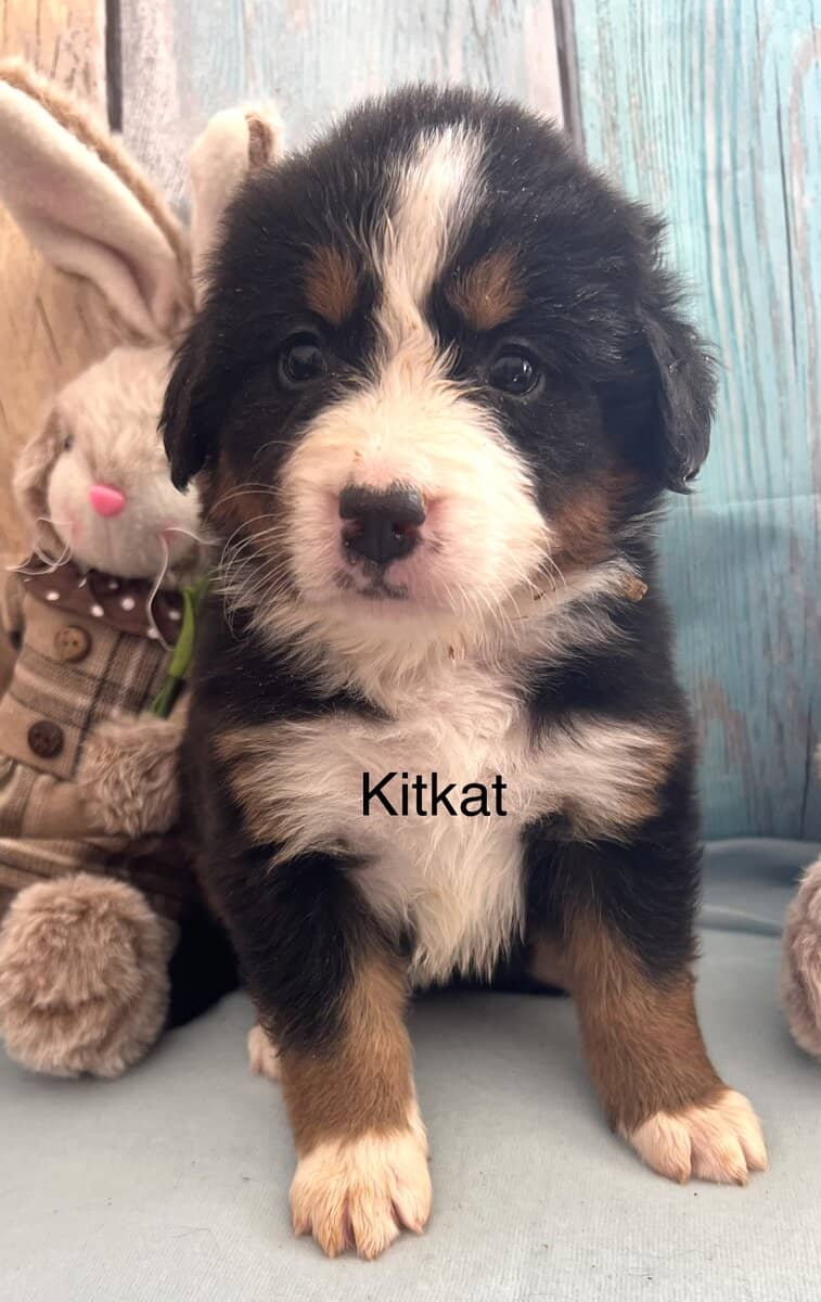 Gorgeous Bernese puppies image 2