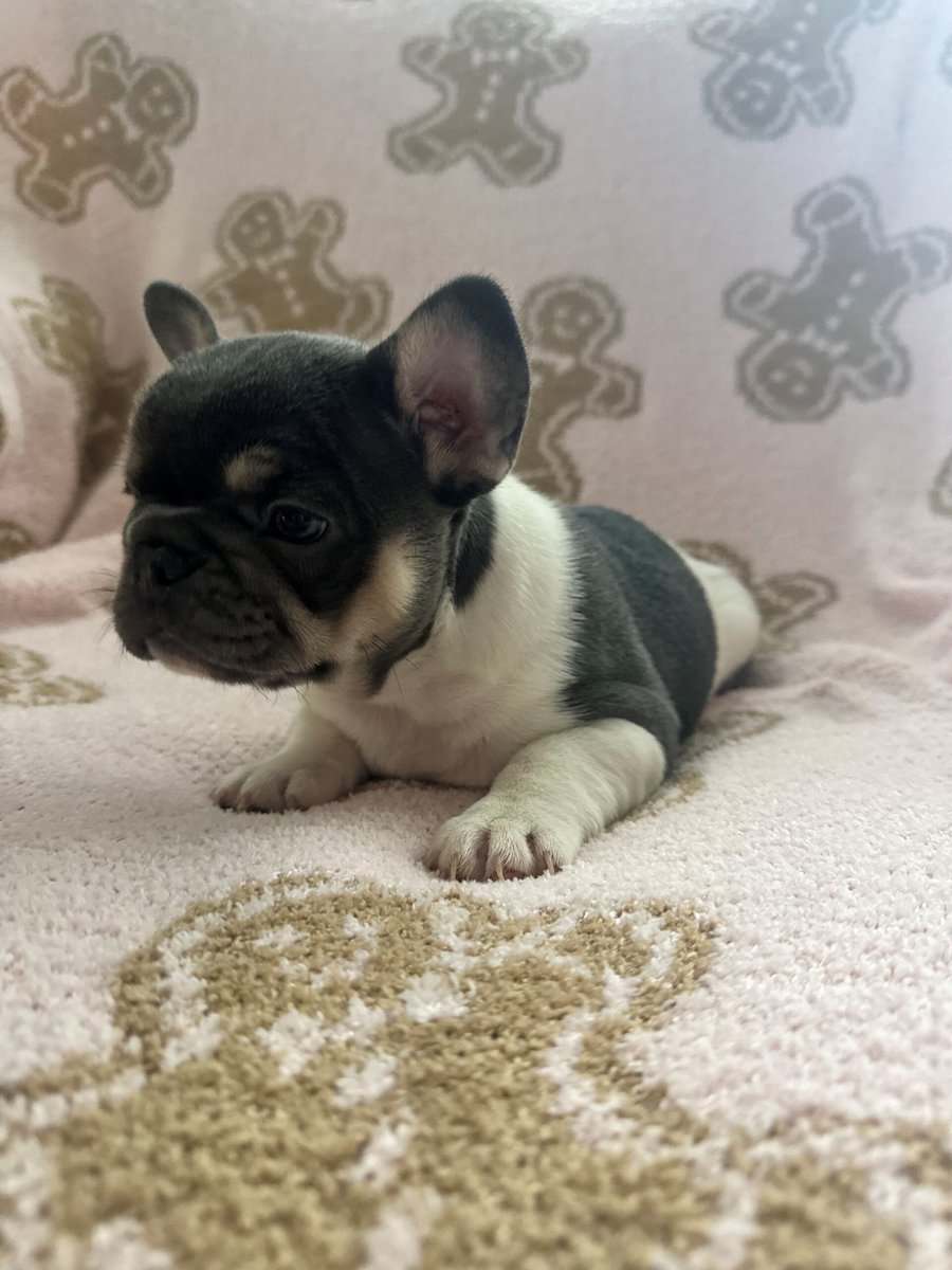 AKC Registered French Bulldog Puppy image 7
