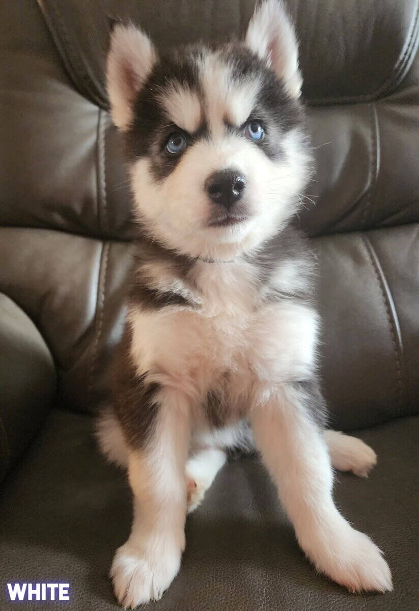 Husky puppies image 9