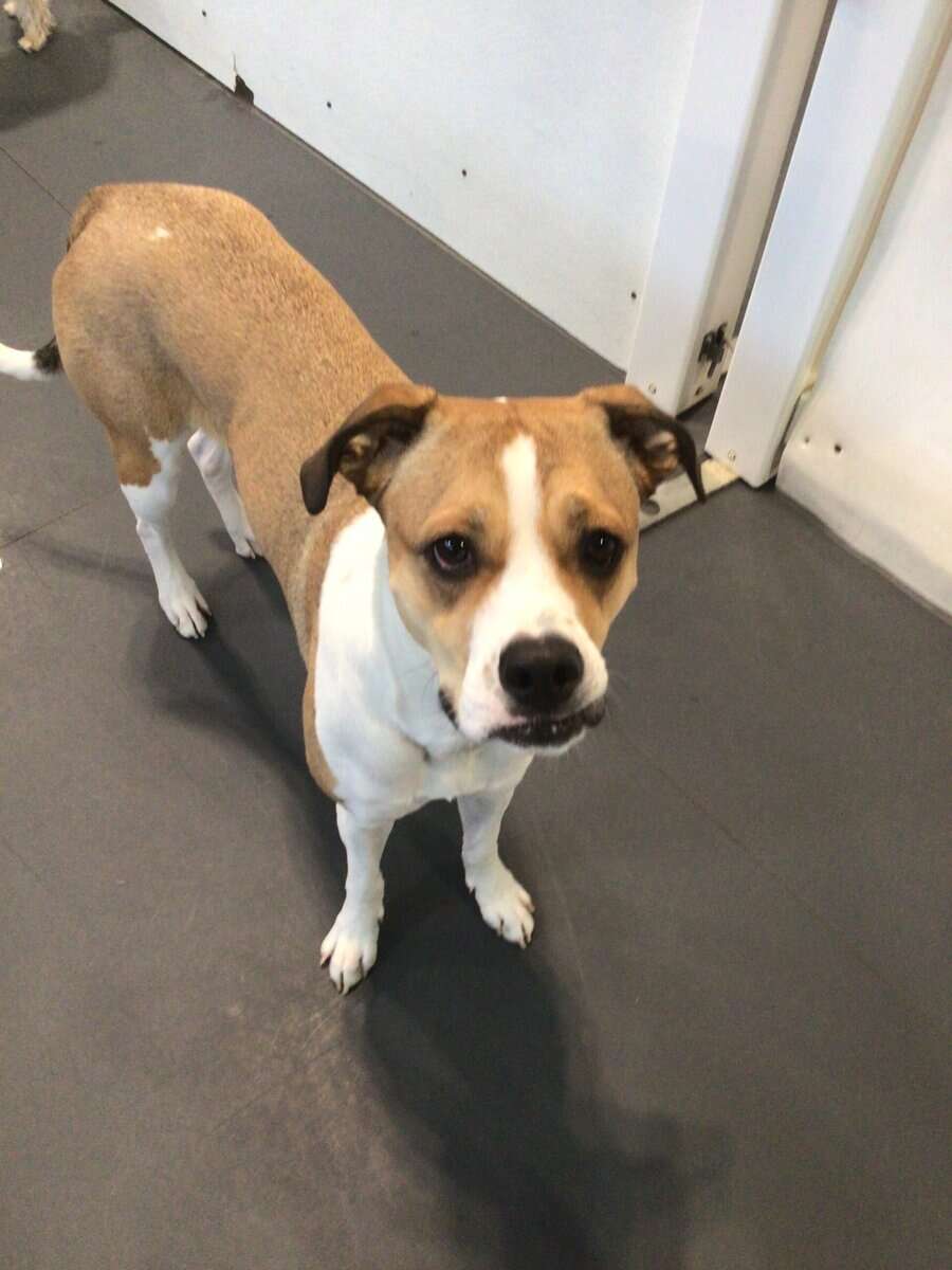Blanche needs a home quickly! image 3