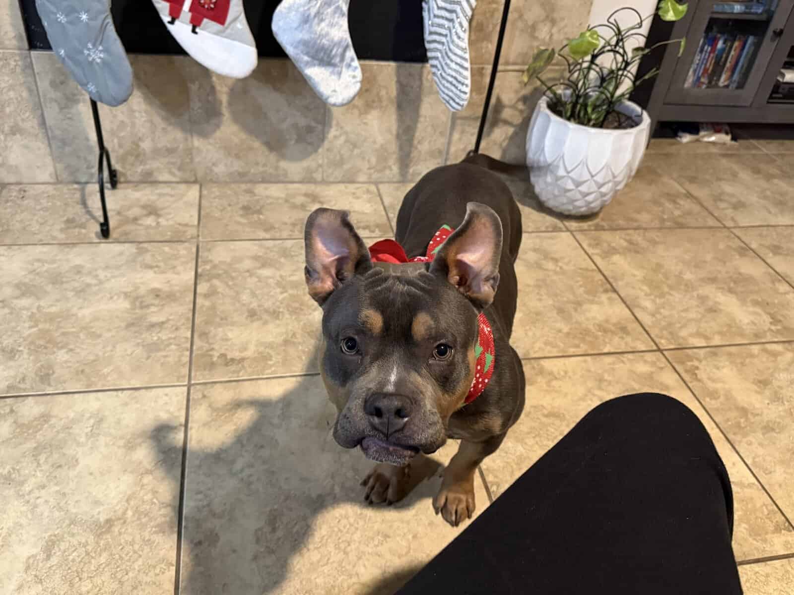 Pocket Bully for sale image 3