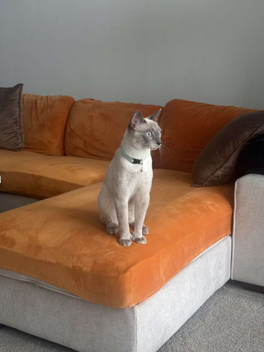 Blue Point Siamese for sale image 1