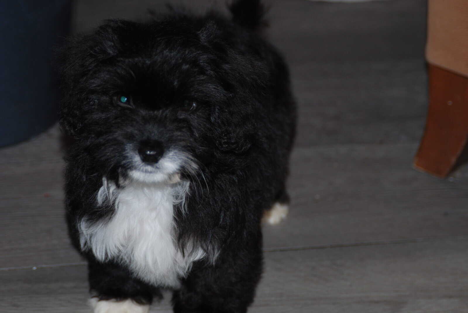 🐶 Puppies Looking for Good Homes 🐶 image 3