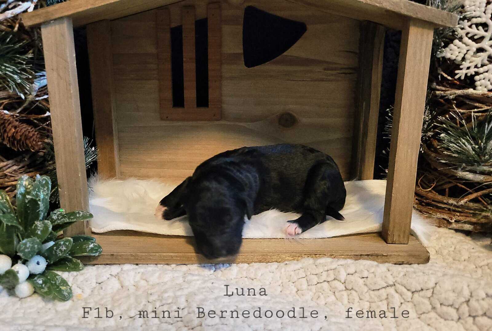 Mini Bernedoodle - Luna image 1
