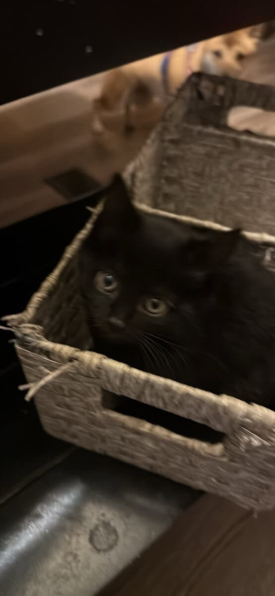 Kittens image 2