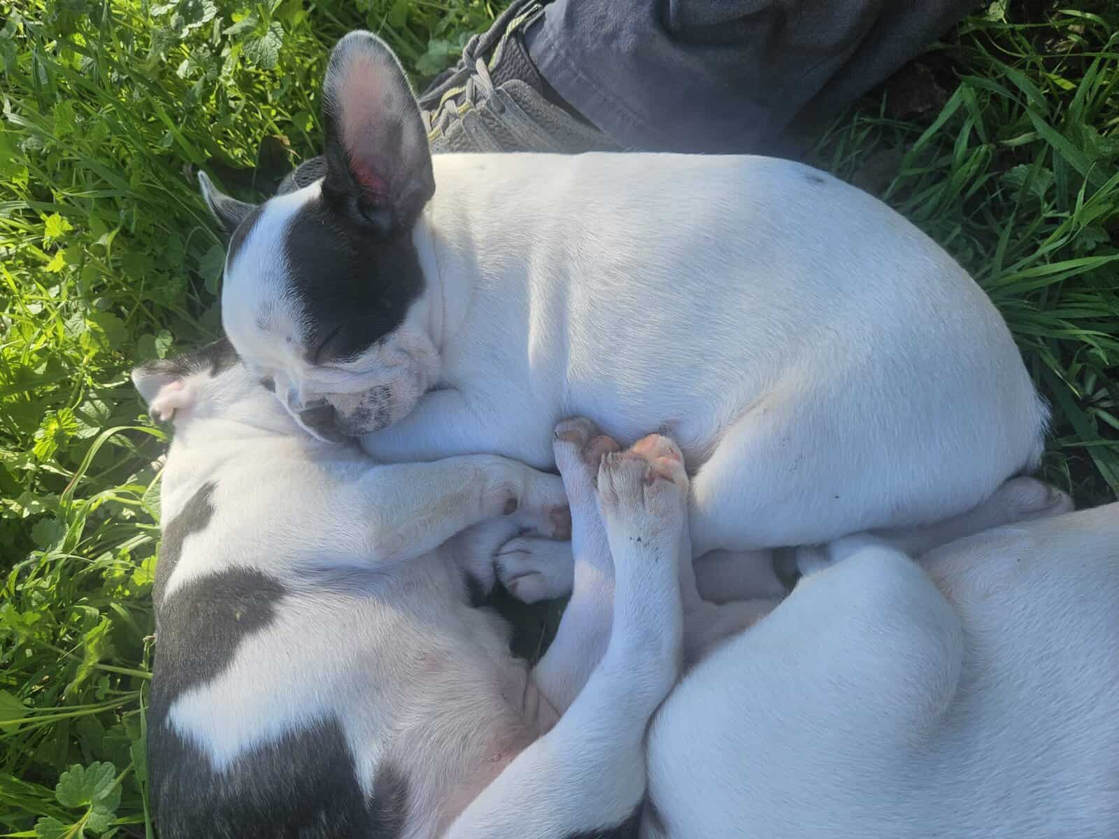 Frenchton image 1