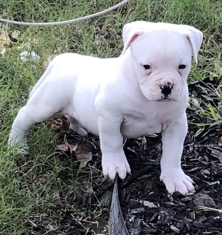 American Bulldog puppies image 2