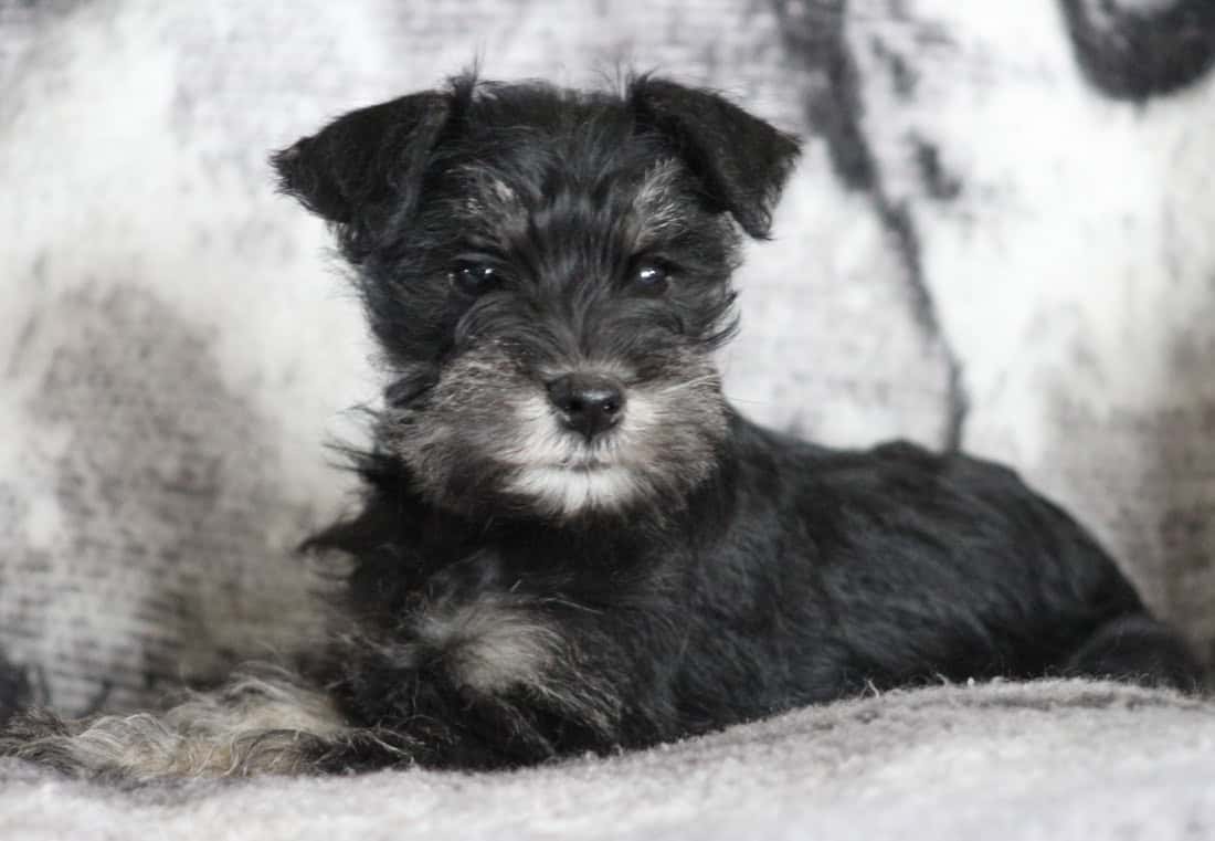 Miniature Schnauzer Puppies! image 2