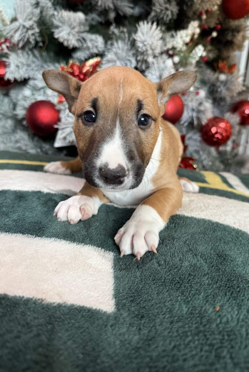 AKC Bull Terrier Puppies image 4