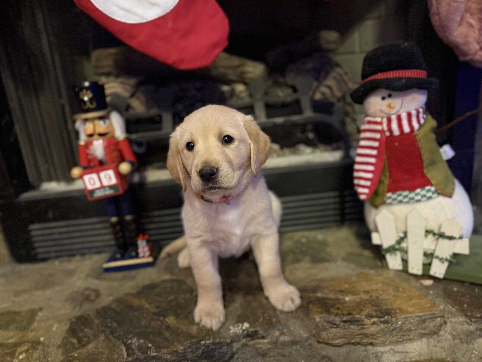 Goldador puppies image 3