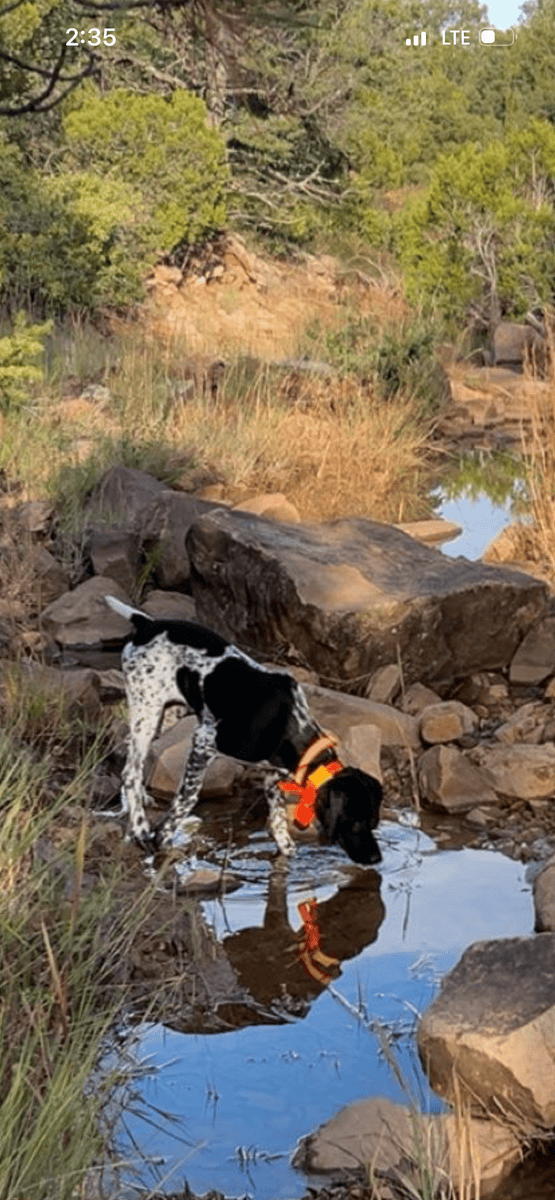 German Shorthair image 5