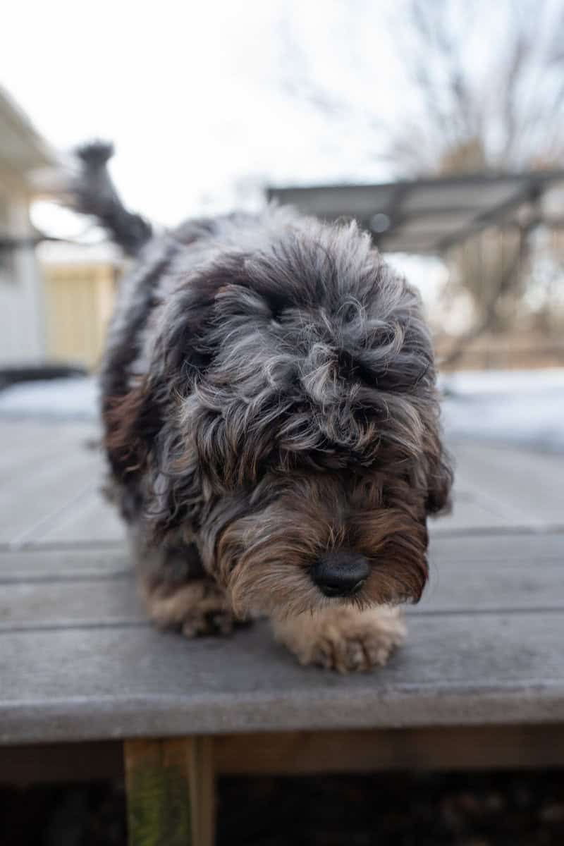 Mini Goldendoodle image 3