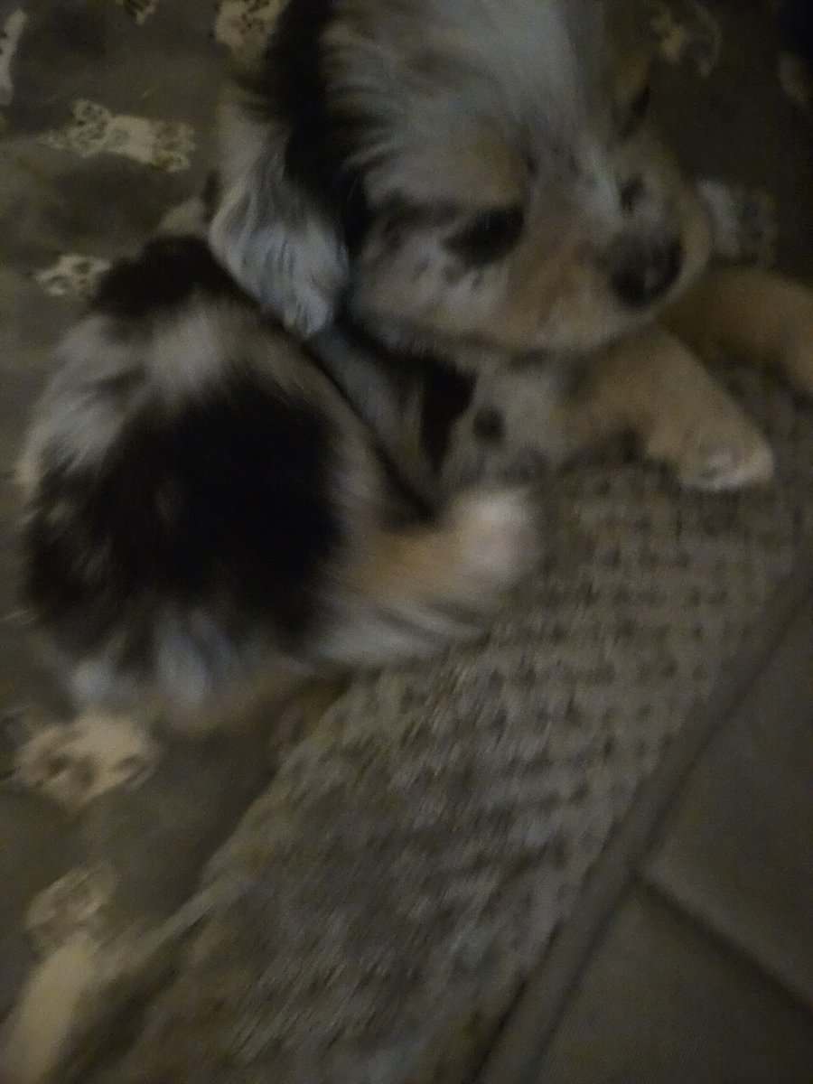 2 Australian shepherd puppies image 6