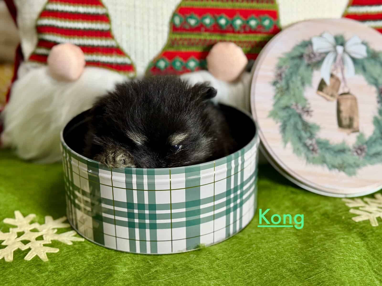 Adorable Pomeranian Puppies image 4