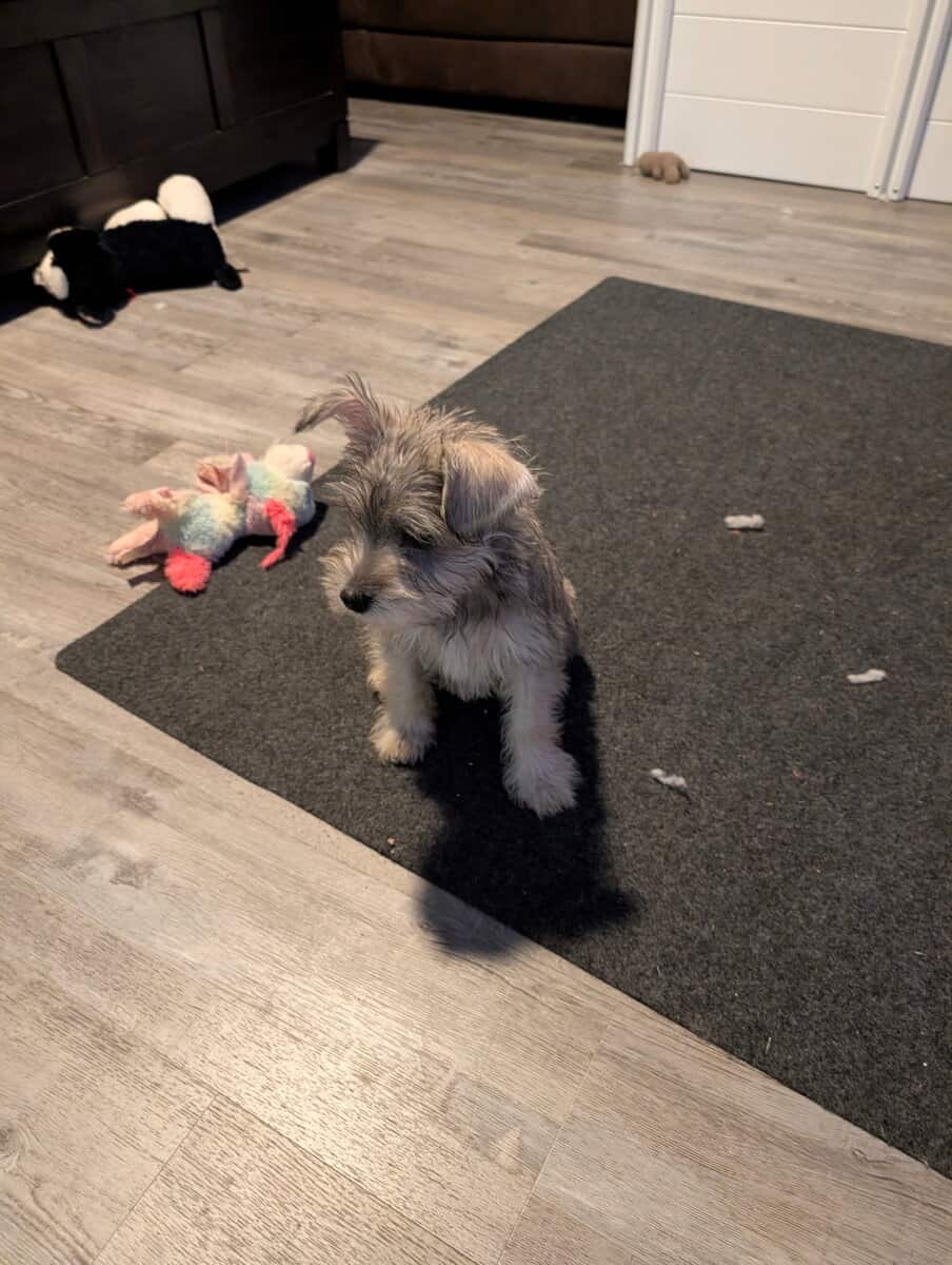 Mini Schnauzer for sale image 3
