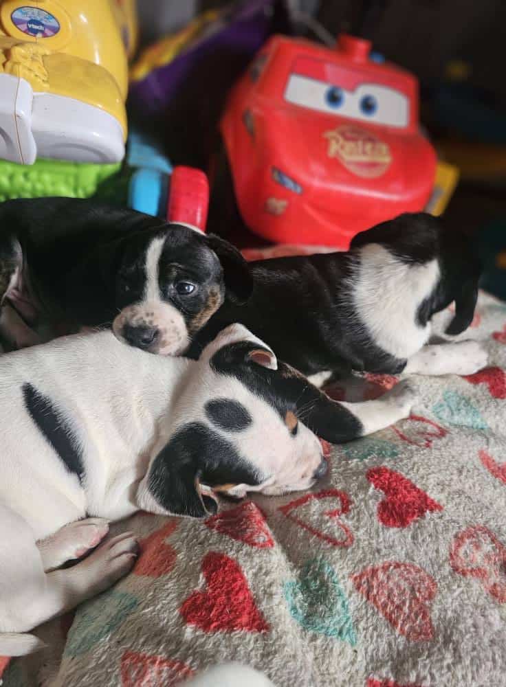 Puppies image 4