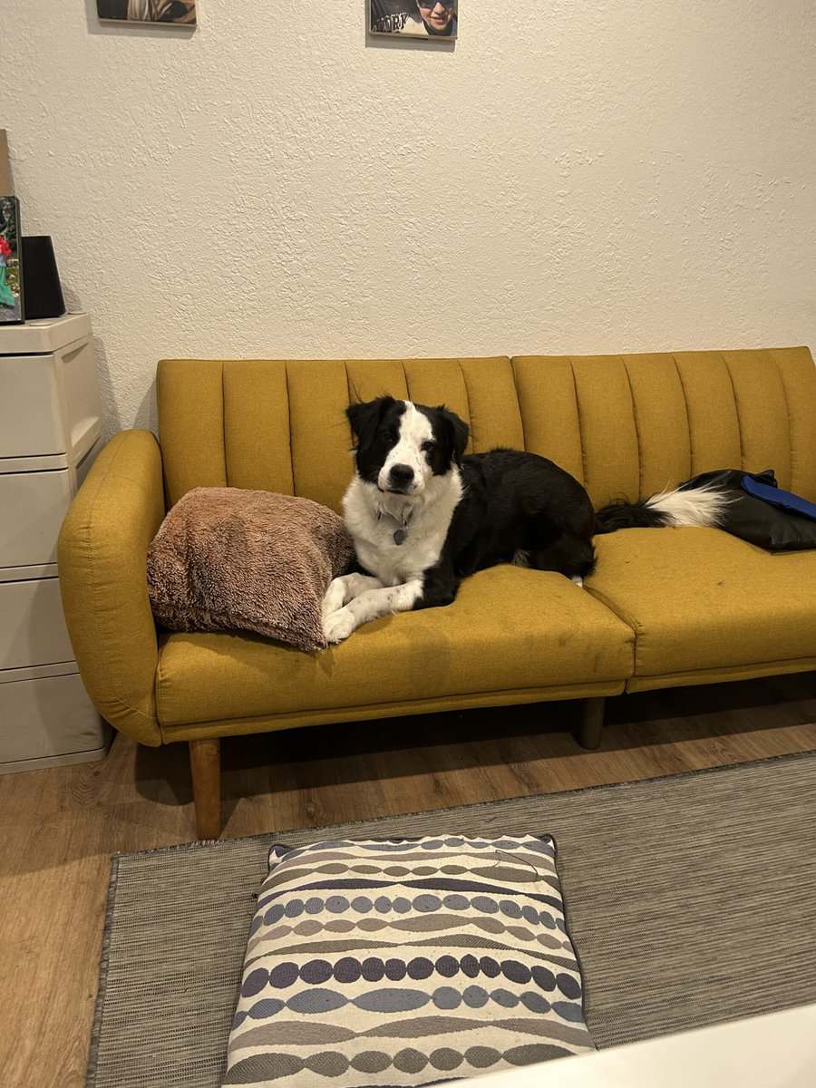Border Collie mix, needs a kid free home. image 2