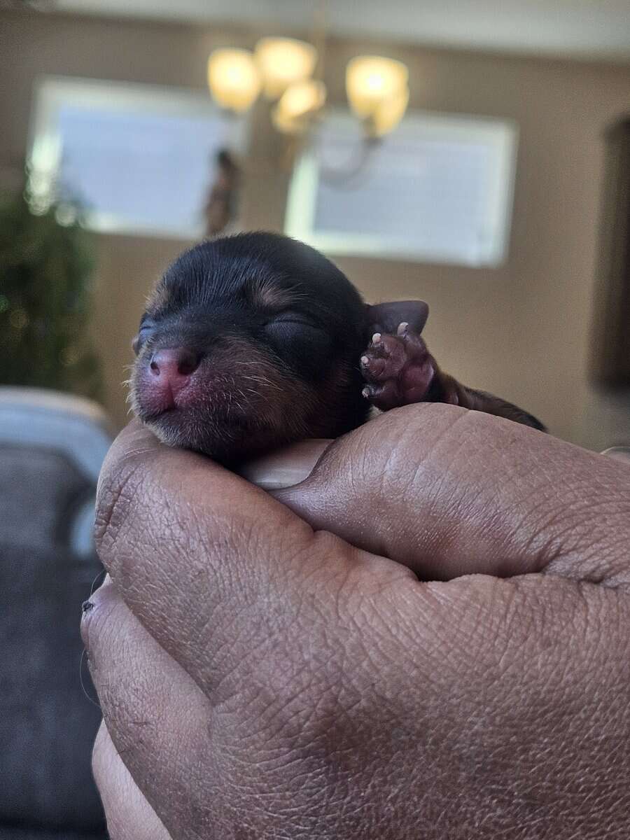 6 girls 1 boy Teacup Yorkies Available image 2