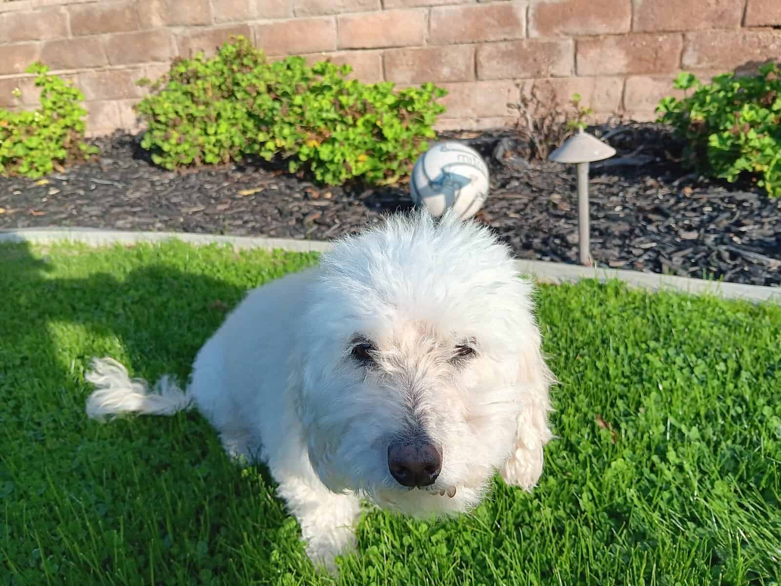 Senior Dog Free to a Good Home image 3