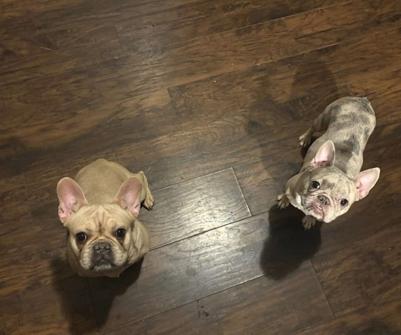 Frenchies image 1