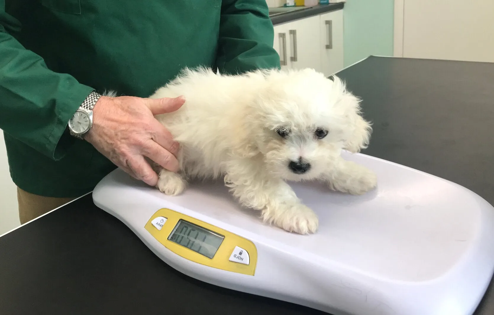 Veterinarian weighing a white Bichon Shih Tzu mix puppy on a digital scale to verify health milestones and requirements for how old puppies have to be to sell.
