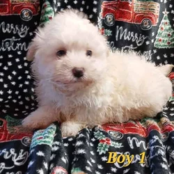 Maltipoo