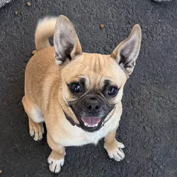 Rehoming my chug pug/chihuahua mix