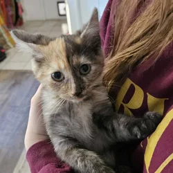 Beautiful split face calico female kitten
