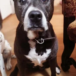 Hunny needs a new home