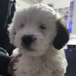 Blue Heeler/Cocker Spaniel/Terrier Mixes