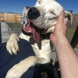 Pitbull mix