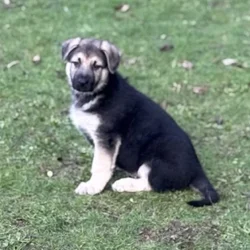 German Shepherd Puppies