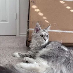 Female Polydactyl Maine Coon