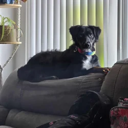 2 year old Female Australian Shepherd