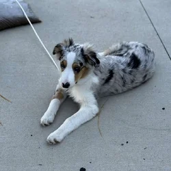 6 month old Australian Shepard for sale