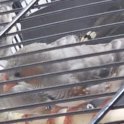 Up to THREE Zebra Finches babies