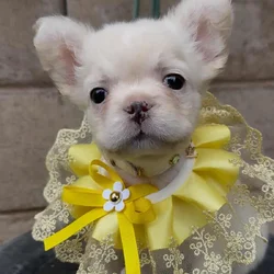 French bulldog puppy