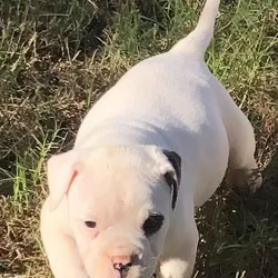 American Bulldog puppy