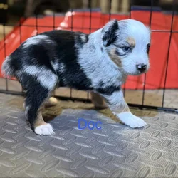 Mini Australian Shepard Puppy (Doc)